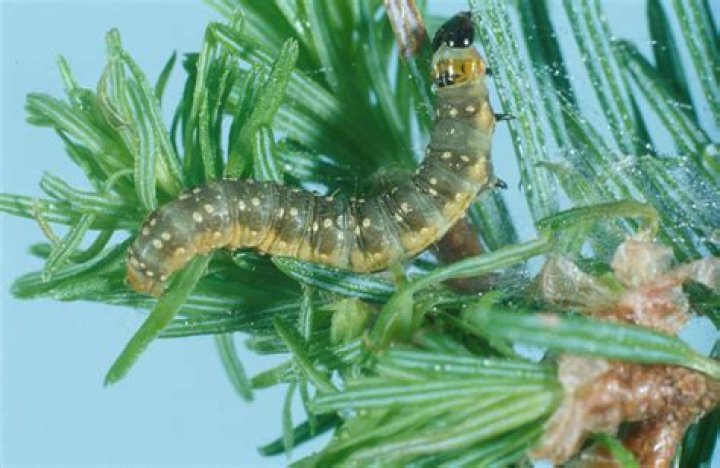 Where do spruce budworms live?