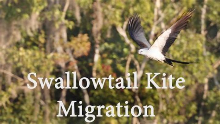 Where do swallow tailed kites nest?