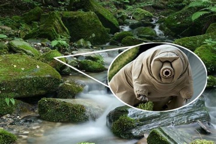 Where do tardigrades live?