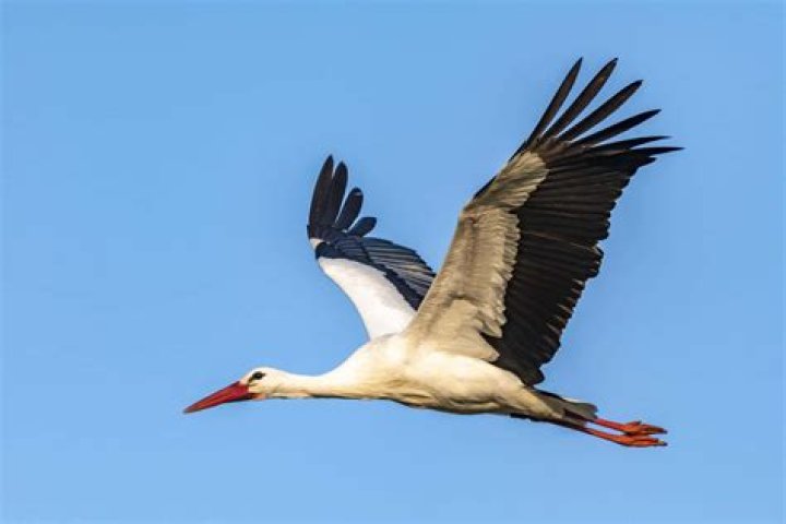 Where do white storks live?