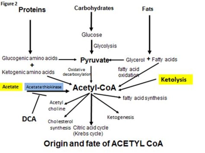 Where does acetyl coa accumulate?