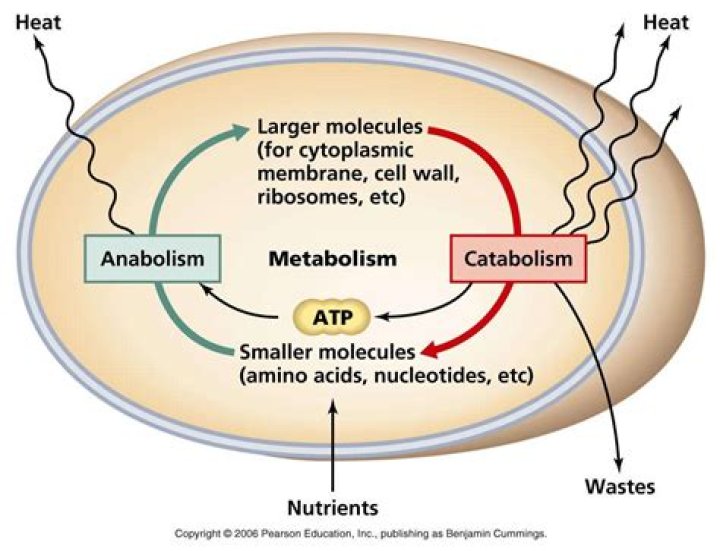 Where does catabolism occur?
