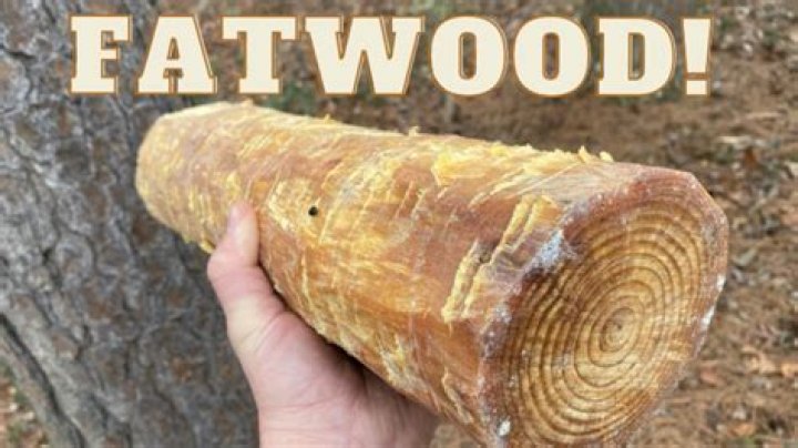 Where does fatwood come from?