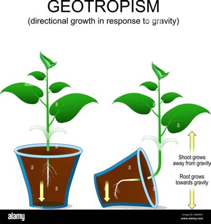 Where does geotropism come from?