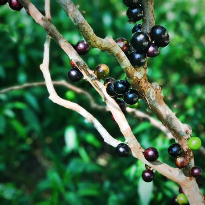 Where does jaboticaba grow?
