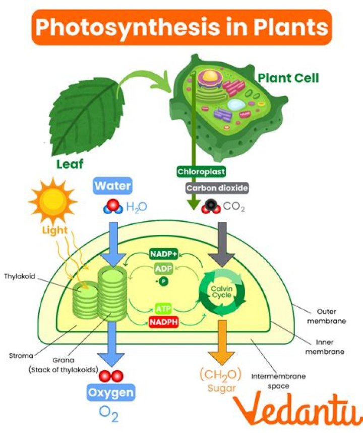 Where does oxygenic photosynthesis take place?
