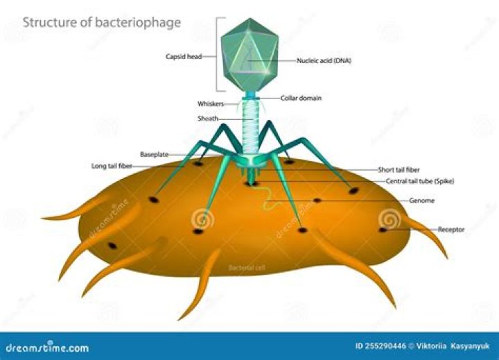 Where does phage come from?