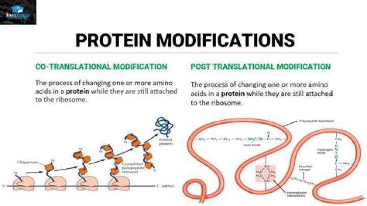 Where does protein modification occur in the cell?