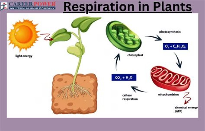 Where does respiration occur in plants?