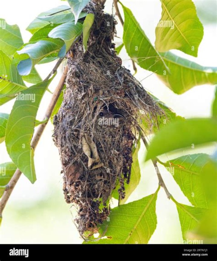Where does sunbird make its nest?