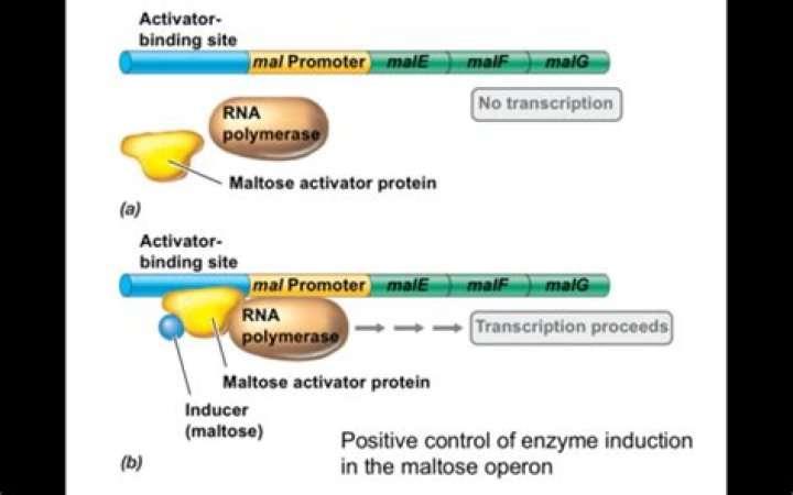 Where does the activator protein bind?