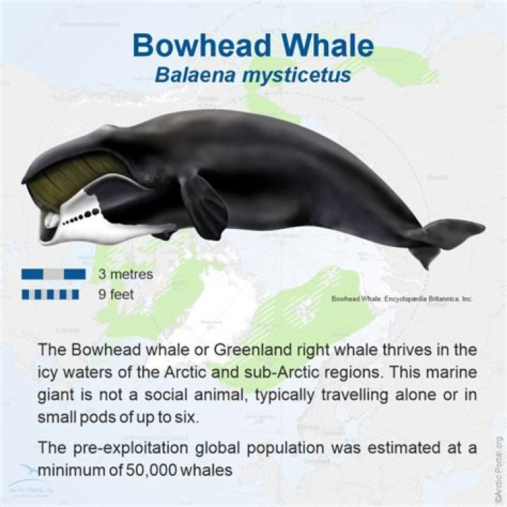 Where does the melon-headed whale live?