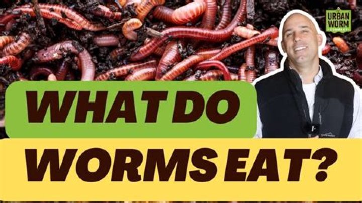 Where does worm eat?