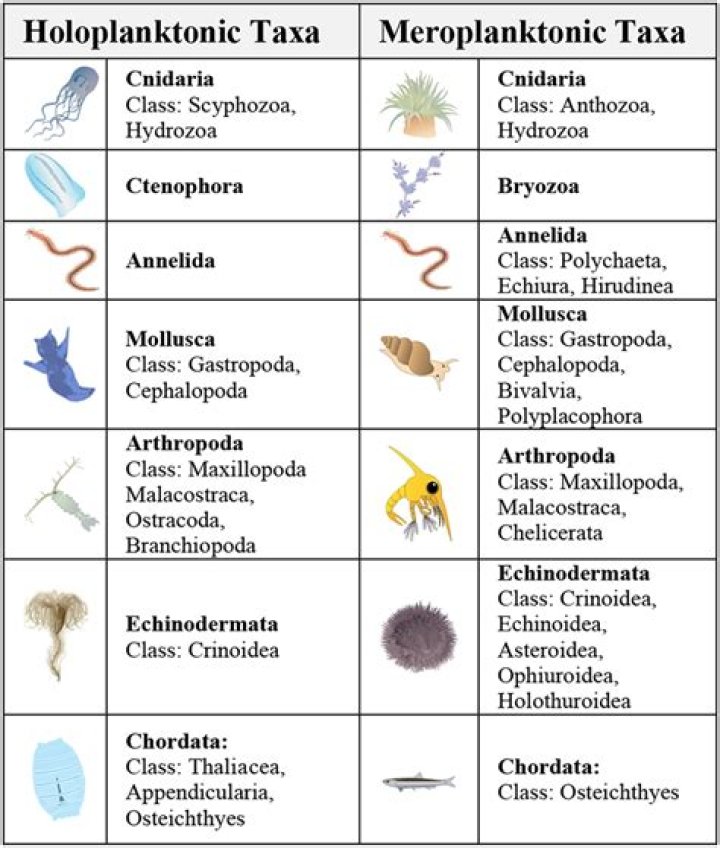 Where is holoplankton located?