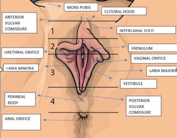 Where is labia located?