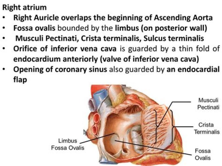 Where is musculi pectinati?