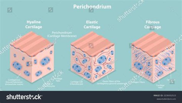 Where is perichondrium found?