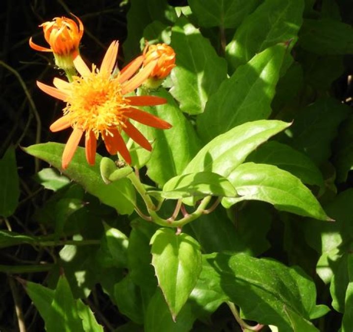 Where is pseudogynoxys chenopodioides native to?