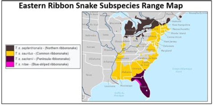 Where is ribbon snake?