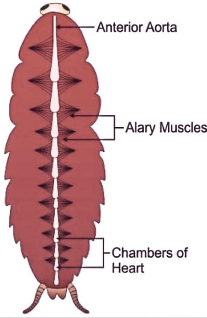 Where is the alary muscles?