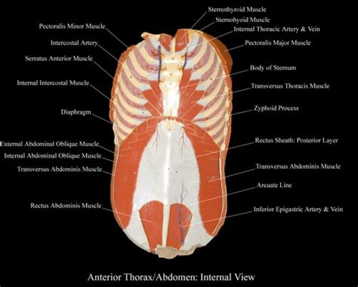 Where is the breastplate on a human?