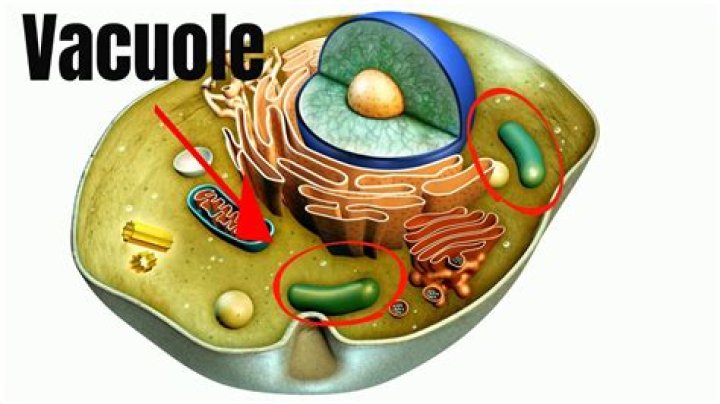 Where is the central vacuole located?
