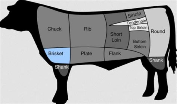 Where is the foreshank located?