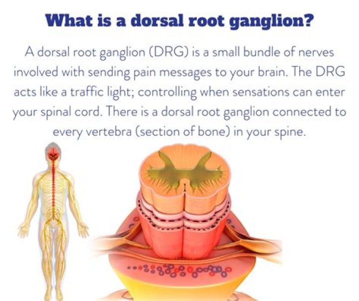 Where is the ganglion located?