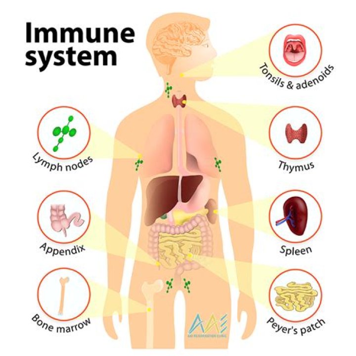 Where is the immune system?
