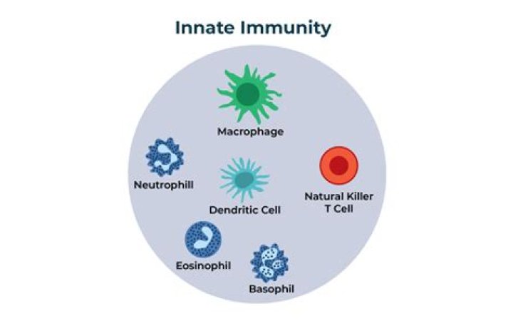Where is the innate immunity?