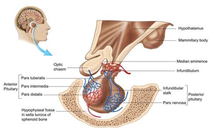 Where is the neurohypophysis located?