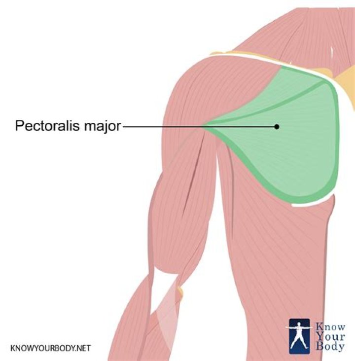 Where is the pectoralis major?