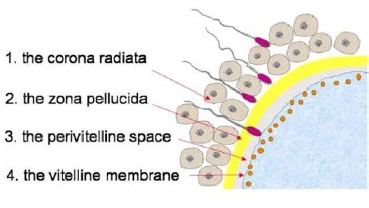 Where is the perivitelline membrane?