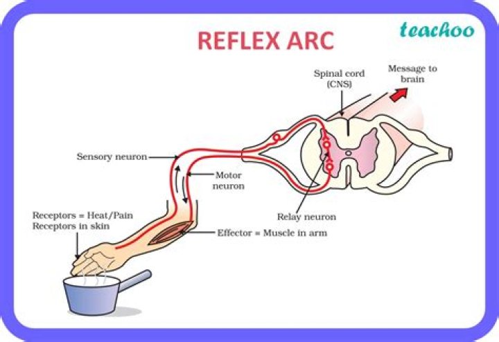 Where is the reflex arc?