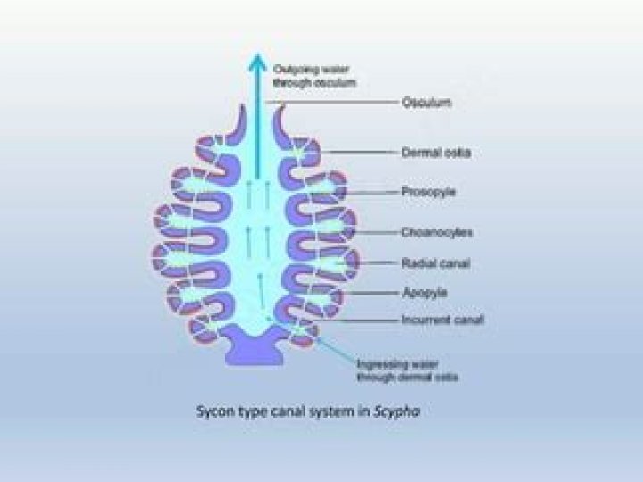 Where is the sycon found?