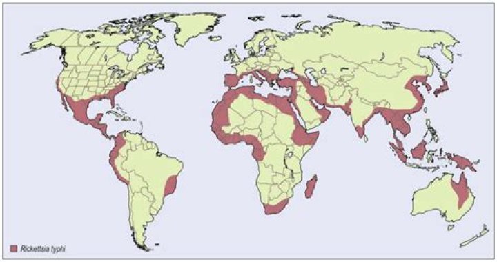 Where is typhus found?