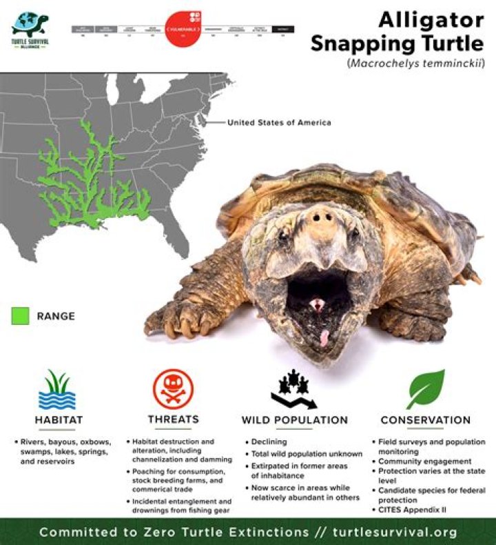 Where snapping turtles live?