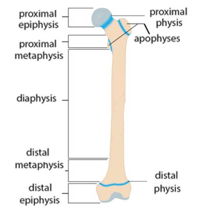 Where the epiphysis and diaphysis meet?