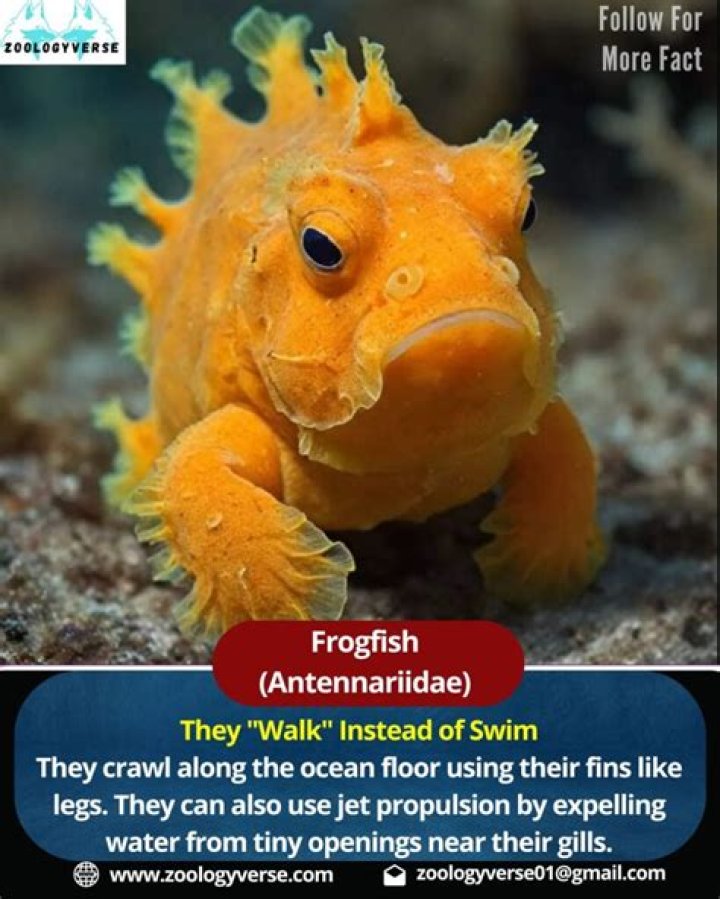 Where to see frogfish?
