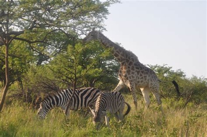 Where zebra and giraffe found in?
