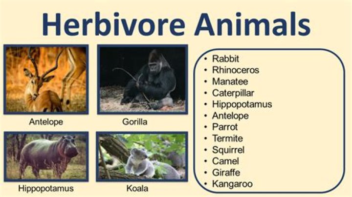 Which animal is overexploited?