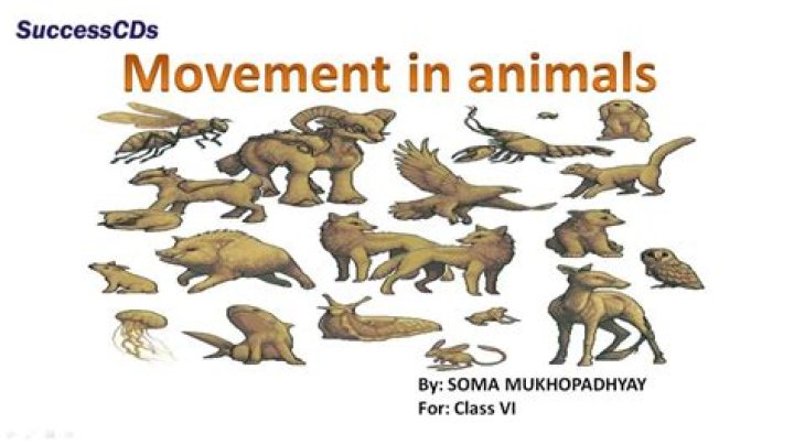 Which animal movement is prowl?