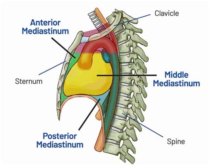 Which are mediastinal structures?