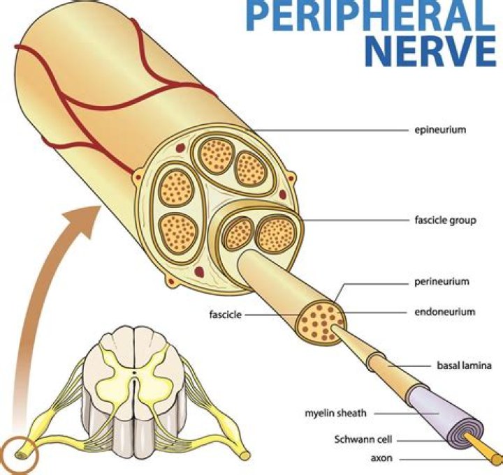 Which are the peripheral nerves?