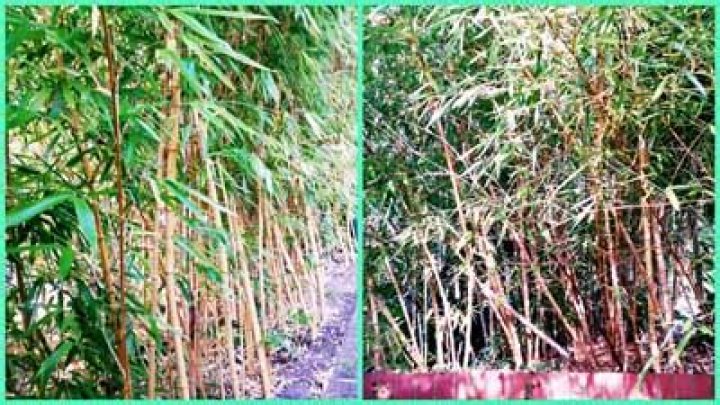 Which bamboo does not spread?