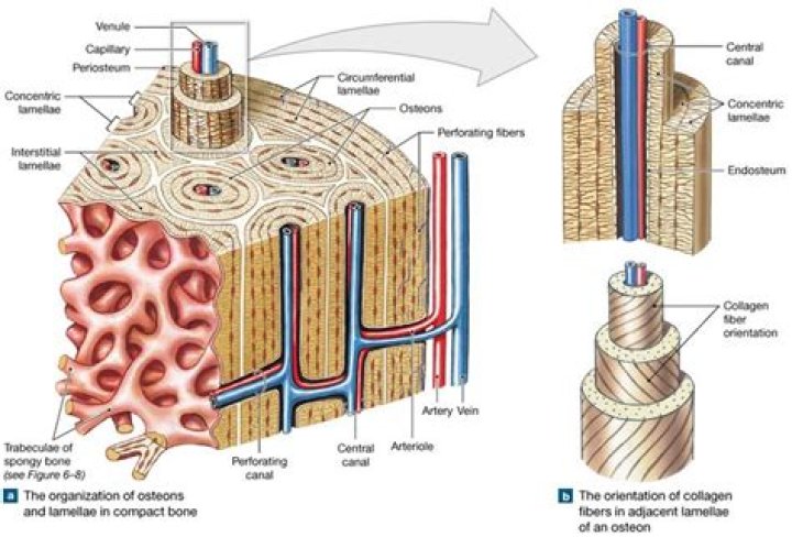 Which bone contains trabeculae?