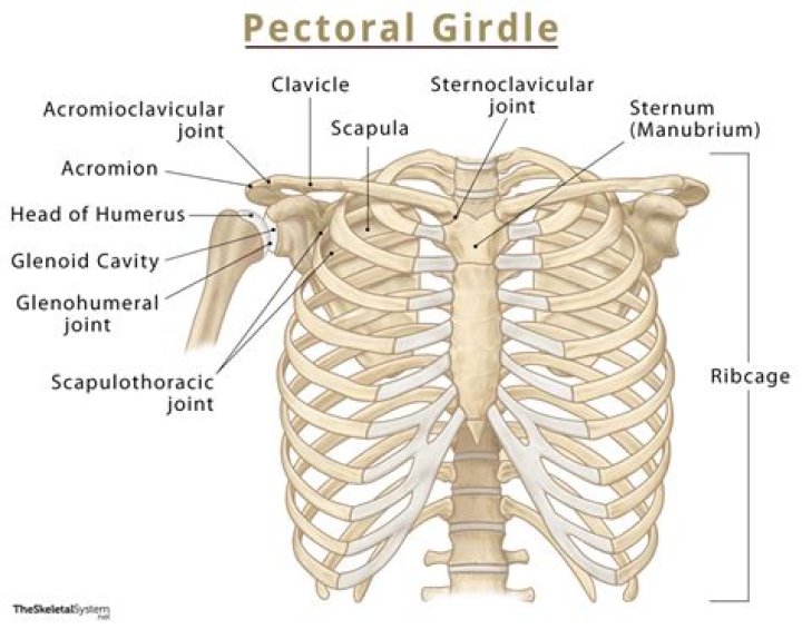 Which bones make up the pectoral girdle?