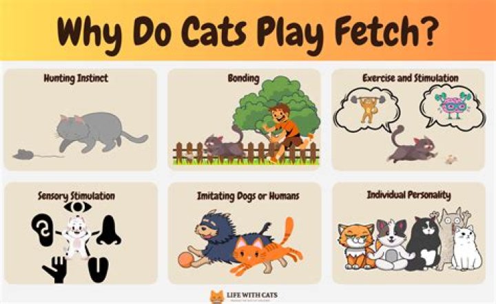 Which cats play fetch?