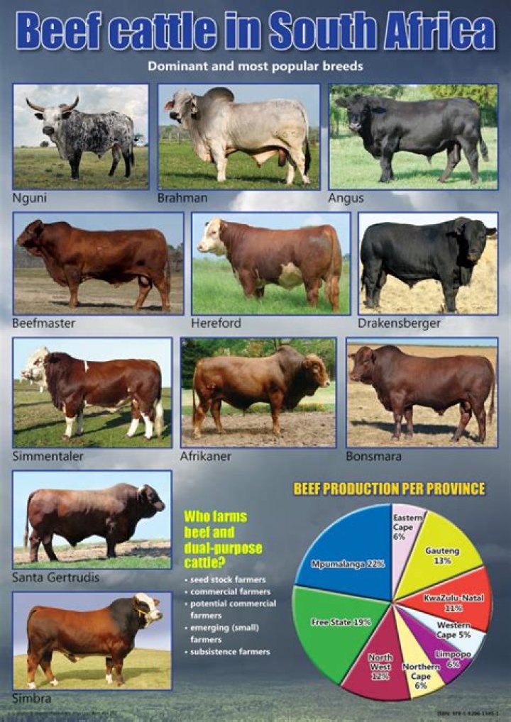 Which cattle breed is best for beef in south africa?