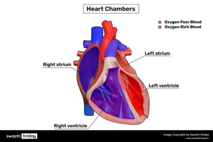Which chambers pump blood out of the heart?